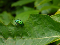 Chrysocoris purpureus