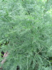 Asparagus africanus