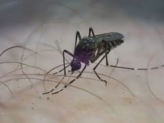 Aedes vigilax