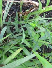 Stachys nigricans