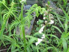 Stachys nigricans