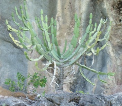 Euphorbia antiquorum