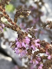 Erica ericoides