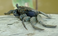 Episesarma versicolor
