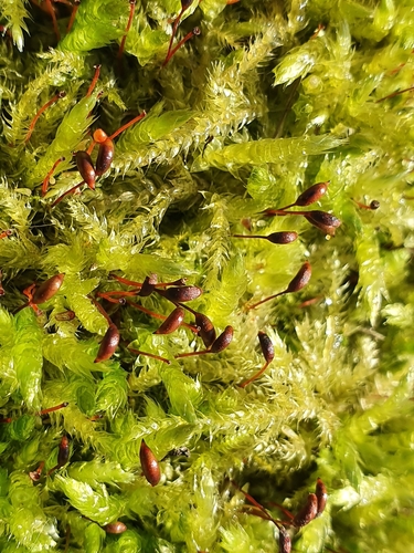 Žalioji trumpė nuotrauka