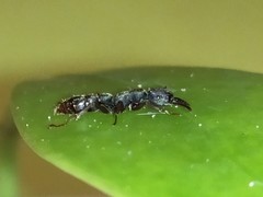 Stigmatomma rothneyi