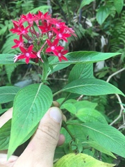 Pentas lanceolata