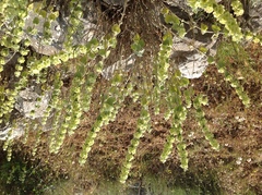 Pseudodictamnus acetabulosus