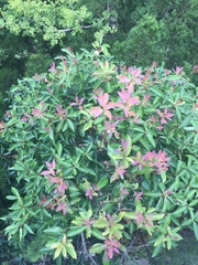 Theaceae