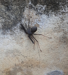 Phrynichus nigrimanus