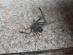 Phrynichus nigrimanus