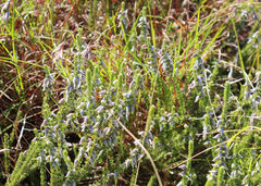 Aspalathus intermedia