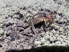 Deinacrida connectens