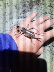 Deinacrida connectens