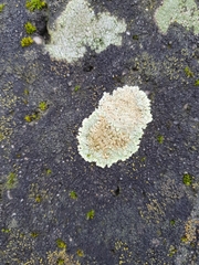 Protoparmeliopsis muralis