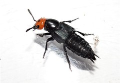 Creophilus erythrocephalus