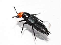 Creophilus erythrocephalus