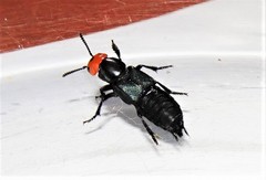 Creophilus erythrocephalus