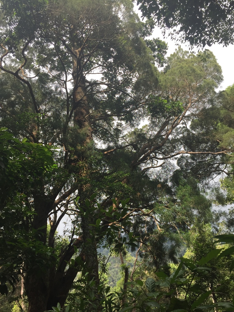 Dacrydium elatum (Dacrydium elatum)
