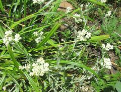 Helichrysum panduratum