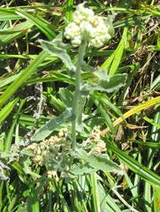 Helichrysum panduratum