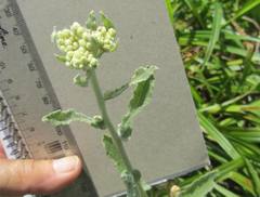 Helichrysum panduratum