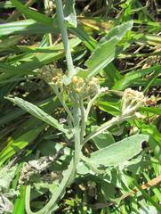 Helichrysum panduratum