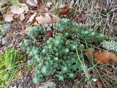 Odontarrhena obtusifolia