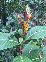 Sanchezia parvibracteata