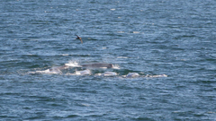 Hyperoodon planifrons