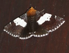 Buzara latizona