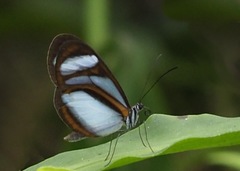 Oleria quintina