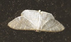 Idaea coercita