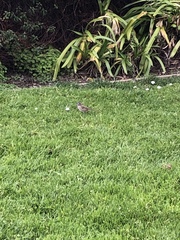 Zonotrichia leucophrys