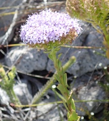 Pseudoselago pulchra