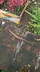 Eutropis multifasciata