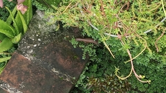 Eutropis multifasciata