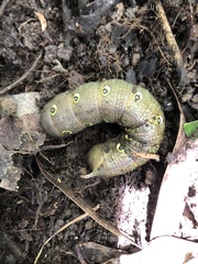 Theretra indistincta