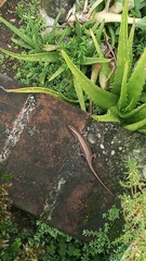 Eutropis multifasciata