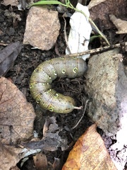 Theretra indistincta