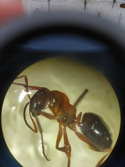 Formica rufibarbis