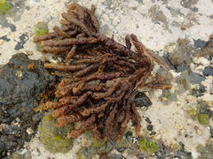 Splachnidium rugosum