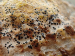 Collemopsidium ostrearum