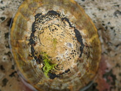 Collemopsidium ostrearum