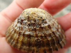 Collemopsidium ostrearum