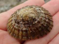 Collemopsidium ostrearum