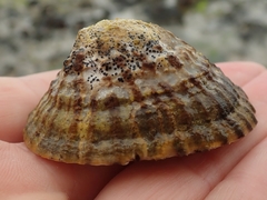 Collemopsidium ostrearum