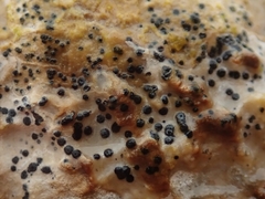 Collemopsidium ostrearum