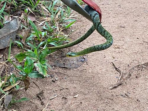 Forest Night Adder