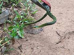 Causus lichtensteinii